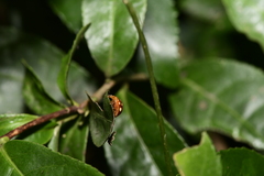 Coccinellinae