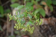 Russelia contrerasii