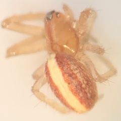 Larinia directa