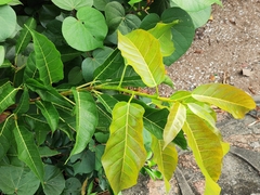Ficus virens