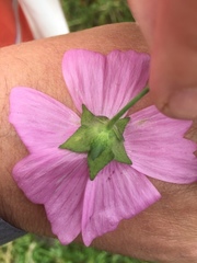 Malva alcea