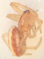 Larinia directa