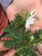 Malva alcea
