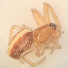 Larinia directa