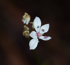 Burchardia umbellata