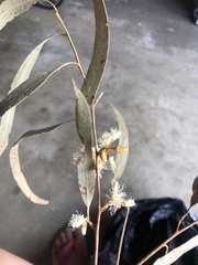 Eucalyptus tereticornis