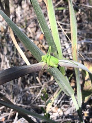 Platylyra californica