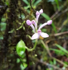Cynorkis inermis