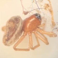 Larinia directa