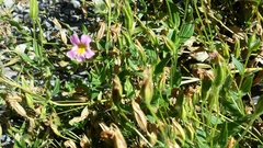 Erythranthe erubescens