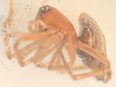 Larinia directa