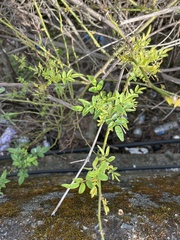 Rosa transmorrisonensis