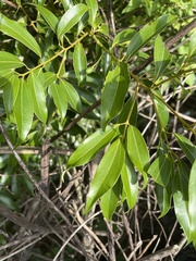 Cinnamomum insularimontanum
