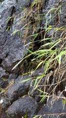 Ischaemum koleostachys