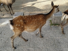 Cervus nippon