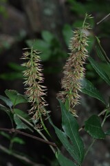 Cunonia capensis