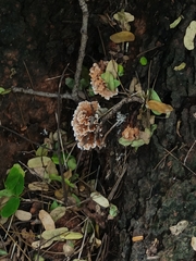 Cerrena zonata