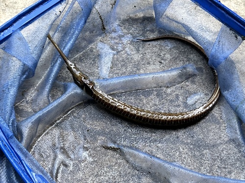 Long-snouted pipefish (Doryichthys boaja) — Syngnathidae — 3
