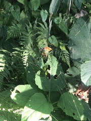 Trichonephila clavata