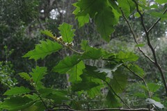 Solanum chrysotrichum