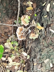 Cerrena zonata