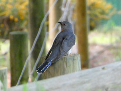 Cacomantis flabelliformis