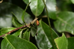 Coccinellinae