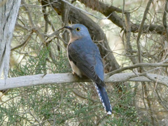 Cacomantis flabelliformis