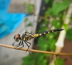 Brachydiplax sobrina