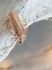 Ectobius pallidus