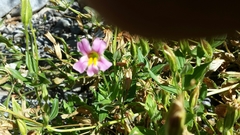 Erythranthe erubescens