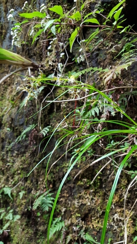 Carex ramosa image