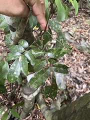 Millettia pachycarpa