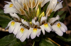 Hygrophila schulli image