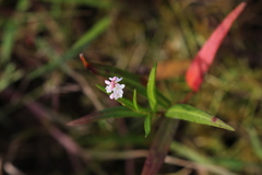 Persicaria hydropiperoides