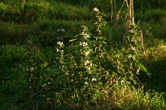 Hygrophila schulli image