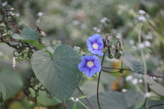 Ipomoea parasitica