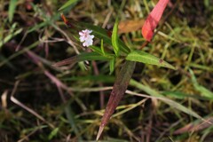 Persicaria hydropiperoides