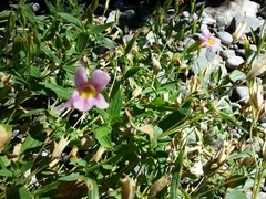 Erythranthe erubescens