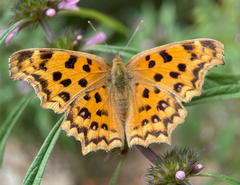 Polygonia c-aureum