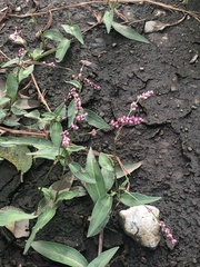 Persicaria
