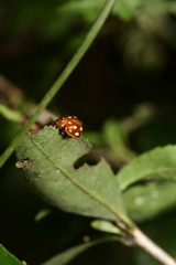 Coccinellinae