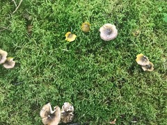 Tricholoma