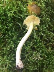 Tricholoma