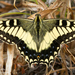 Papilio hospiton - Photo (c) Andrea Battisti,  זכויות יוצרים חלקיות (CC BY-NC), הועלה על ידי Andrea Battisti