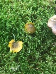Tricholoma