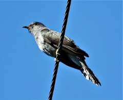 Cacomantis passerinus