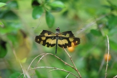 Rhyothemis variegata