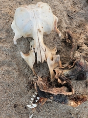 Halichoerus grypus grypus