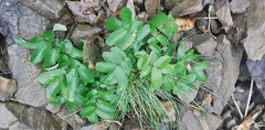 Sanguisorba tenuifolia